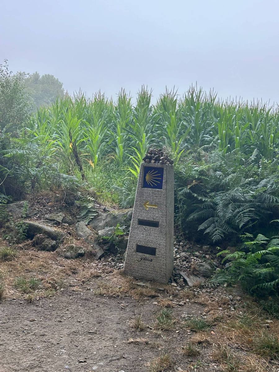 A Camino waymark stone with the scallop shell and yellow arrow, standing in morning fog beside a cornfield.